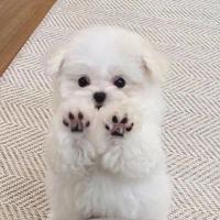 阿布根据地头像