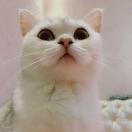 MrPirate的个人资料头像