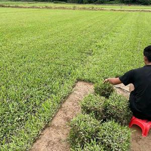 广东仔草皮基地头像