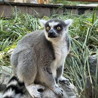 小李懂一丁点车头像