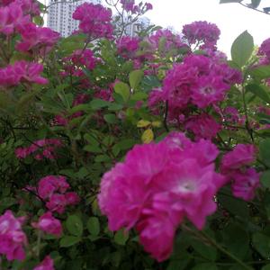 浅笑嫣然（手机摄影）头像