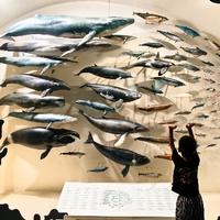 面对疾风吧hski头像