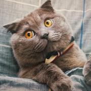 薛定谔的喵wx的个人资料头像