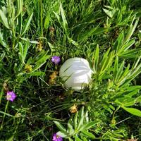 青海赛亚金昊上汽大众头像