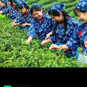 与仙共茗头像