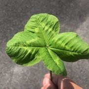 Colthp的个人资料头像