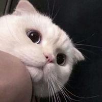 实录车一族头像