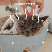 人工智能初学者Amber的个人资料头像