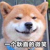 北漂一族的二猪头像