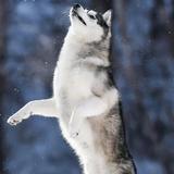 发财纳河6z2头像