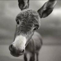 倔强的小小飞头像