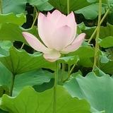 沐浴阳光的荷花头像