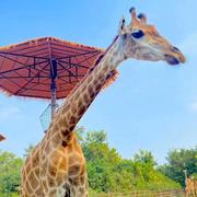 不想讲话的个人资料头像