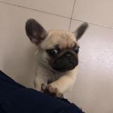 徐阶小人头像