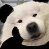 谁偷我秋裤头像