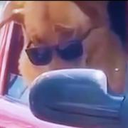 nodaoli的个人资料头像