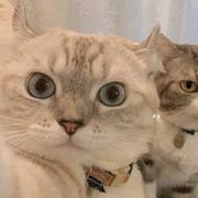 glimpse883的个人资料头像