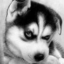 爱吃橘子的猫的个人资料头像