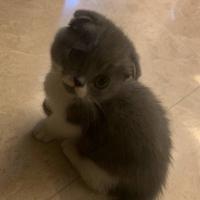 猛虎嗅蔷薇1214头像