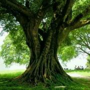 RST原QL的个人资料头像