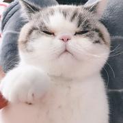 倔强的张小凡的个人资料头像