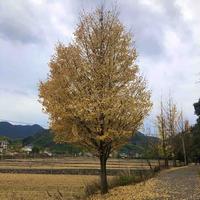 赶毛驴去北京头像