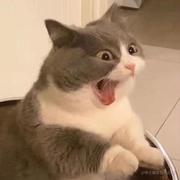 赛文又没睡醒的个人资料头像