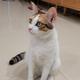为食猫a头像