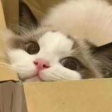 陌陌布偶猫头像