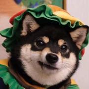 Gs197的个人资料头像