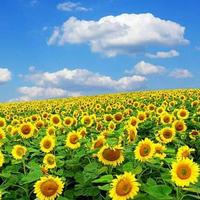 炯烱有神鸿运当头头像