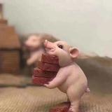龍韌985头像