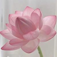 失重外太空625头像