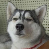 小治先生啊头像