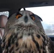 咕咕狸噜的个人资料头像