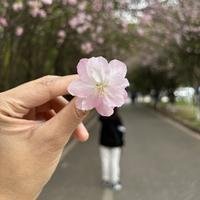 喝旺仔的Alecrim头像