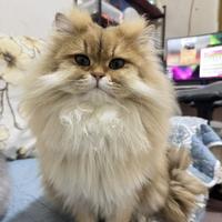 生活在小县城的中年老登头像