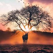 郭鸿815的个人资料头像