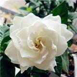 花栀影视头像