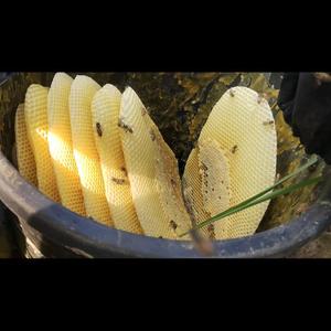 爱思考阿弗丽尔4Y3e头像