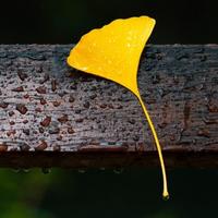 龙游丽水云和月头像