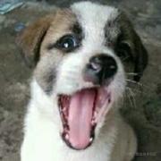 Yayozen的个人资料头像