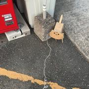 我爱asoul的个人资料头像