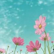 清旖的个人资料头像