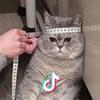 养猪匠头像