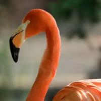 游00000000111头像