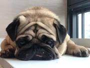 mango馒头的个人资料头像