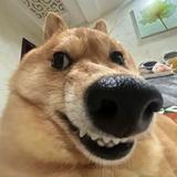 足智菠萝头像
