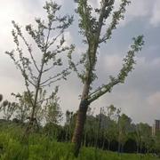 地低为海的个人资料头像