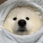 前台端菜员的个人资料头像